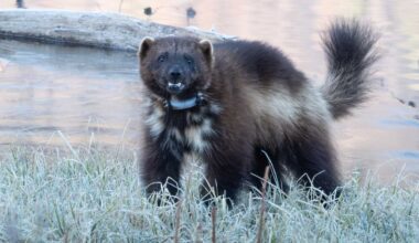 Hiker Has Incredibly Rare Wolverine Encounter In Wyoming's Wind River Mountains