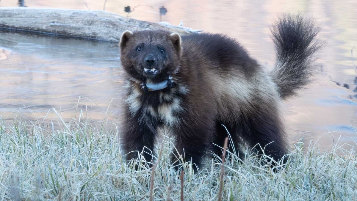 Hiker Has Incredibly Rare Wolverine Encounter In Wyoming's Wind River Mountains