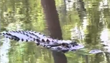 Large alligator spotted in Sherwood creek