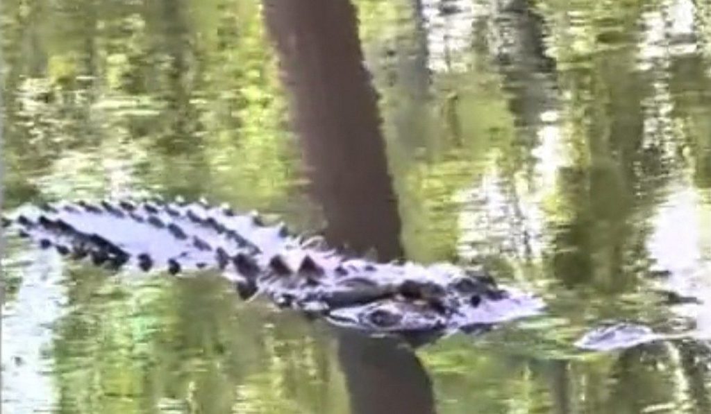 Large alligator spotted in Sherwood creek