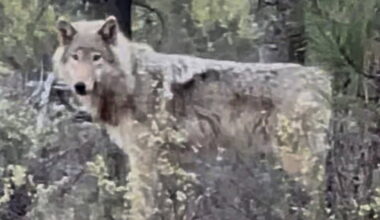 Exclusive Video: Wolf sighting near La Pine highlights growing presence in Central Oregon