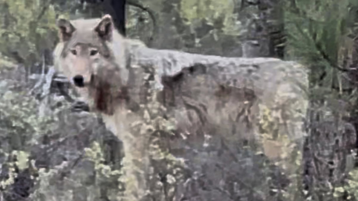 Exclusive Video: Wolf sighting near La Pine highlights growing presence in Central Oregon