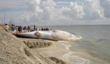 The Gulf’s rarest whale was a thorn in Big Oil’s side. Now feds are slashing protections - Tampa Bay Times