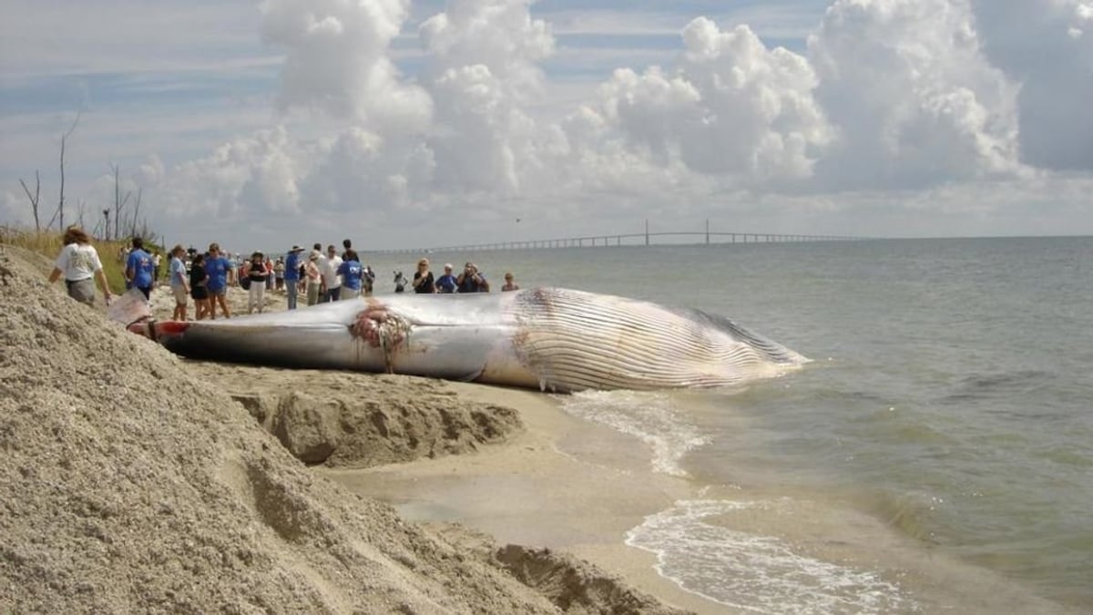 The Gulf’s rarest whale was a thorn in Big Oil’s side. Now feds are slashing protections - Tampa Bay Times