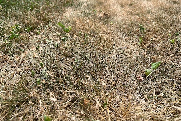 New Jersey's lingering drought has brought the state to its worst rainfall deficit in 20 years