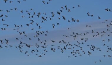 Lights Out Wisconsin urges residents to reduce light pollution during bird migration