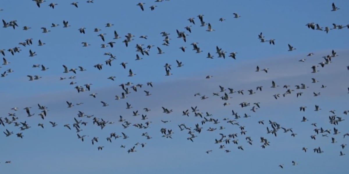 Lights Out Wisconsin urges residents to reduce light pollution during bird migration