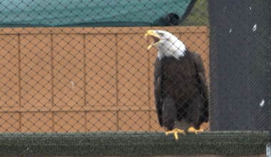 One of three escaped Dollywood eagles found after storm damage