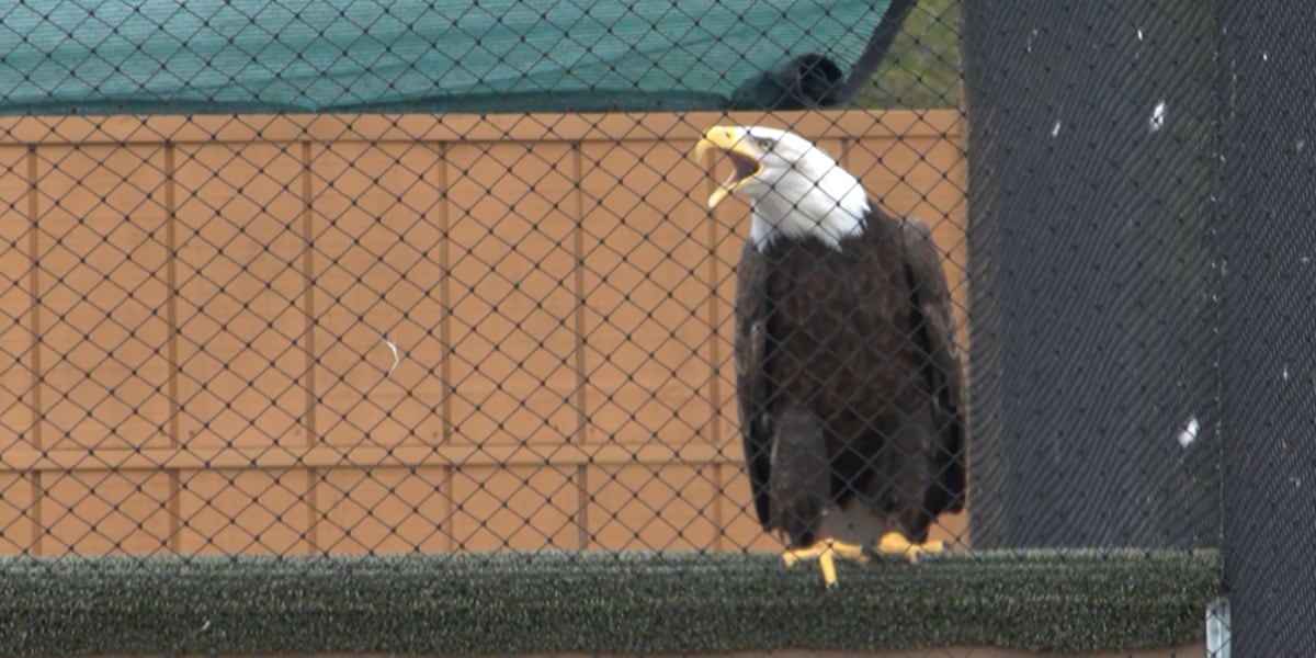 One of three escaped Dollywood eagles found after storm damage