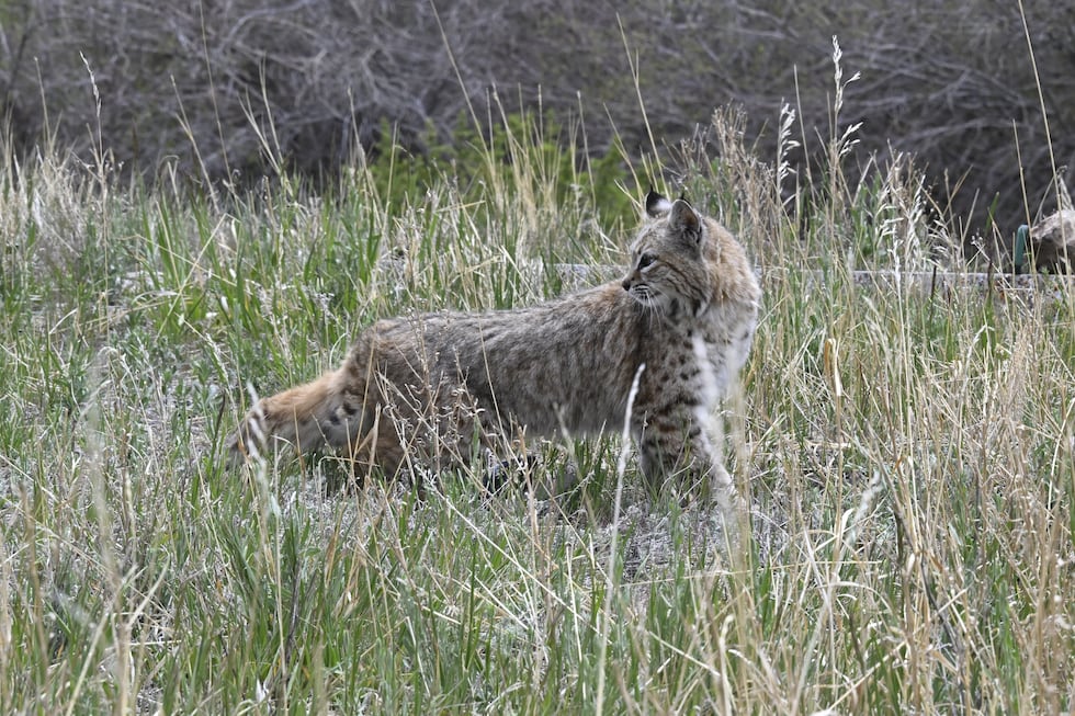 CPW releases an orphaned bobcat back into the wild after rehabilitation.