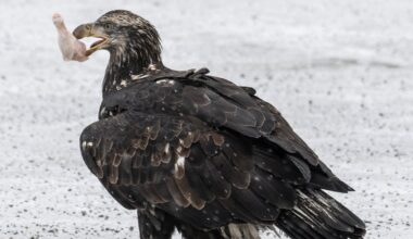 Anchorage bans feeding of wild animals, with $250 fine for first offense