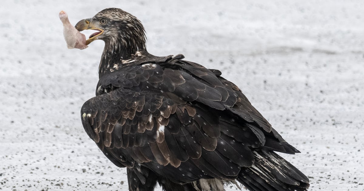 Anchorage bans feeding of wild animals, with $250 fine for first offense
