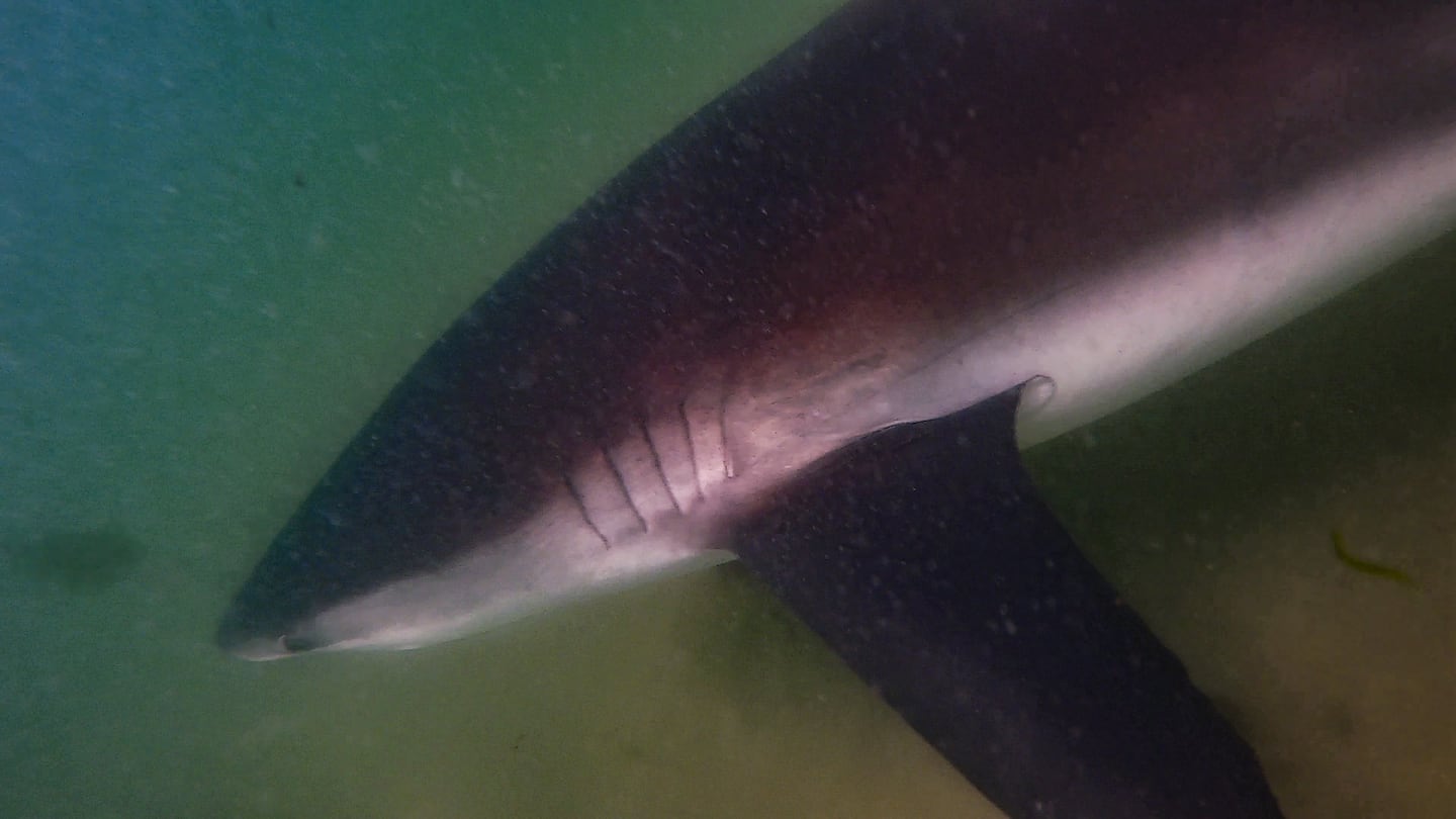 A dusky shark swims in waters off Cape Cod. The species is rebounding in the area and has recently been observed preying on seals, researchers say.