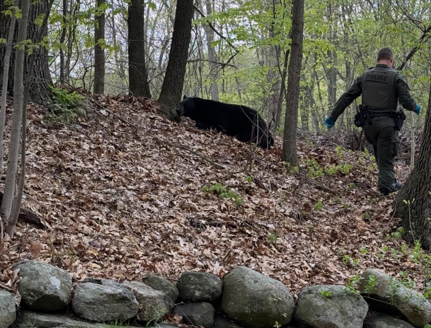 The bear transported in Shrewsbury is believed to be at the age where the mother and yearly first separate.