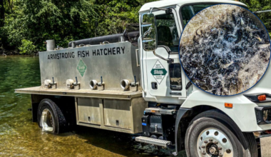 More than 1,300 catfish released into Lake Julian