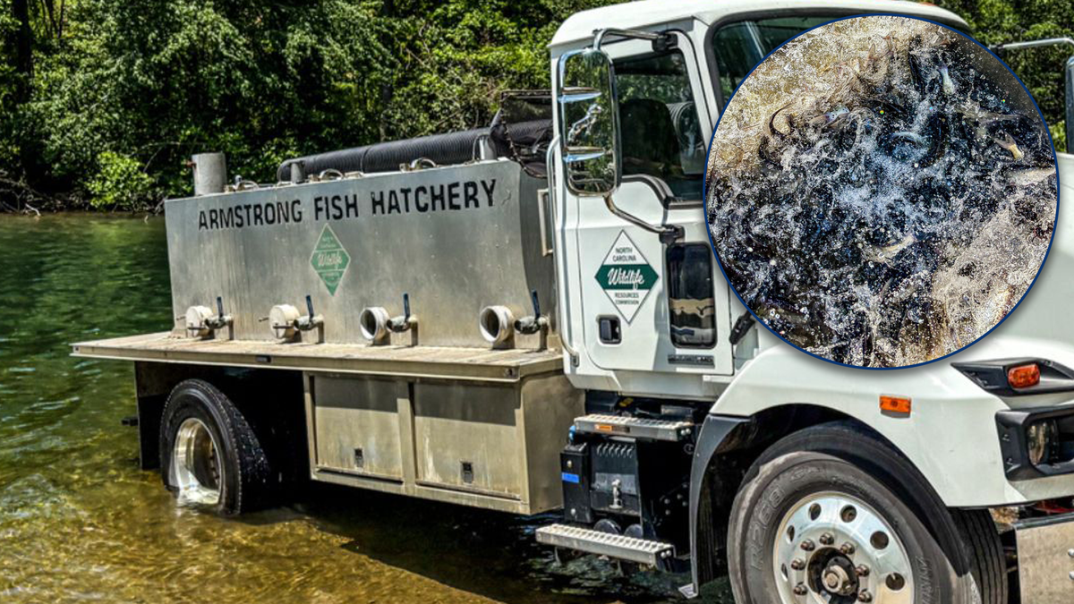 More than 1,300 catfish released into Lake Julian