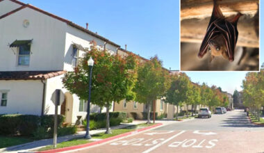 Rabid bat found in residential area triggers warning from police