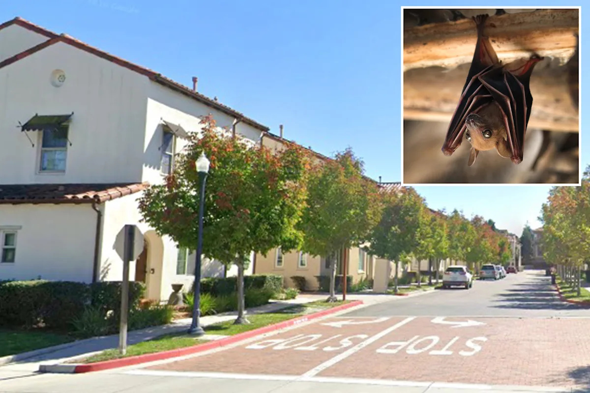 Rabid bat found in residential area triggers warning from police