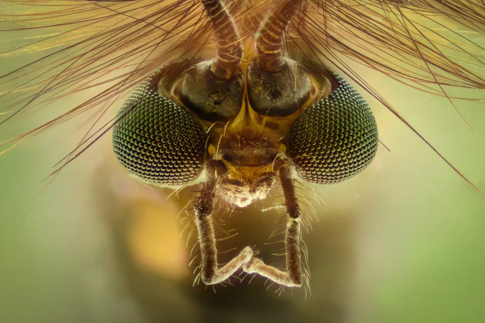 The proposal is currently under review by the US Environmental Protection Agency, which is accepting public comments through June 5 before deciding whether to issue an experimental use permit. Getty Images/500px Plus