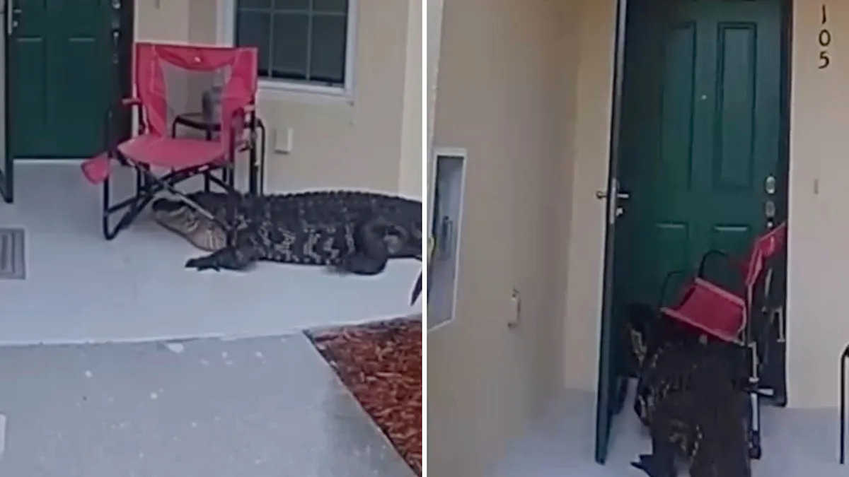 Video appears to show Florida alligator knocking on home's front door