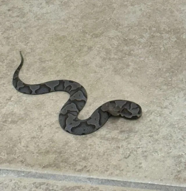 A close-up of a dark, patterned snake resting on a light-colored surface.