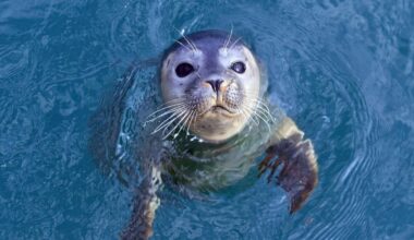 Watch This Seal's Hilarious Reaction to Meeting Identical Human Twins