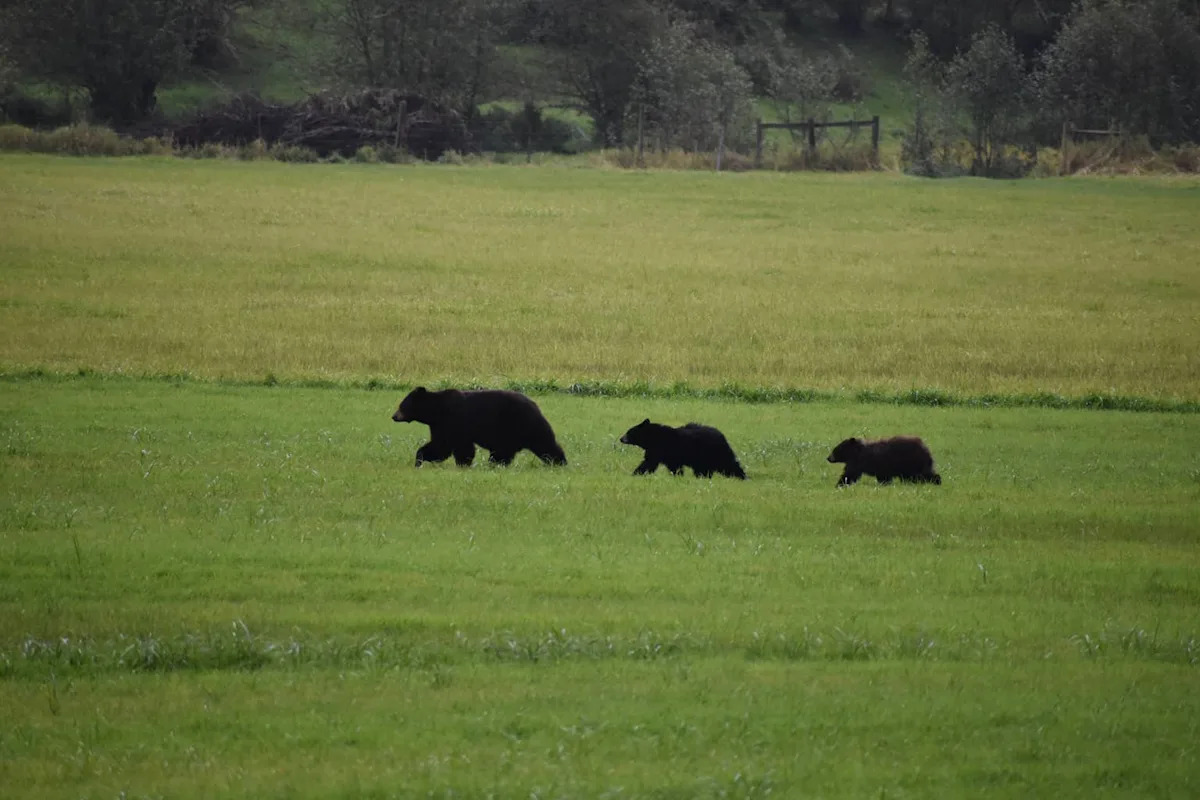 Even Mama Bears Need a Break: Watch This Mother Give Herself a 'Belly Rub' While Cubs Play