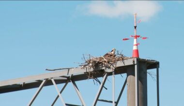 Ospreys delay part of MnDOT construction project on Highway 12 by reclaiming nest site