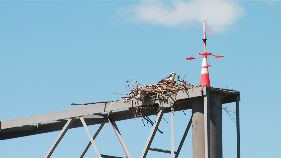 Ospreys delay part of MnDOT construction project on Highway 12 by reclaiming nest site