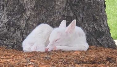 Iowa DNR responds to rare white fawn sighting
