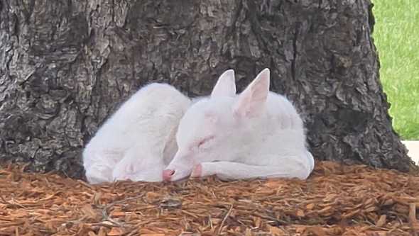 Iowa DNR responds to rare white fawn sighting