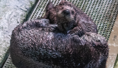 Monterey Bay sea otters become surrogate mother-daughter pair in Long Beach