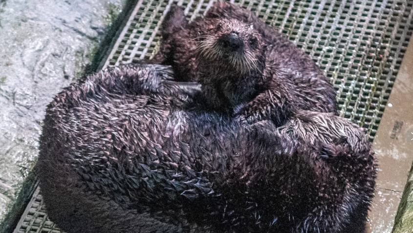 Monterey Bay sea otters become surrogate mother-daughter pair in Long Beach