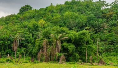 Scientists discover that humans were living in the West African rainforest 150,000 years ago, rewriting history