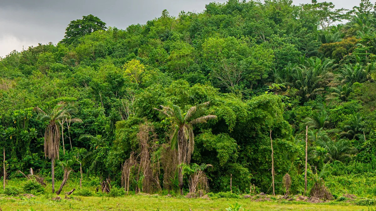 Scientists discover that humans were living in the West African rainforest 150,000 years ago, rewriting history