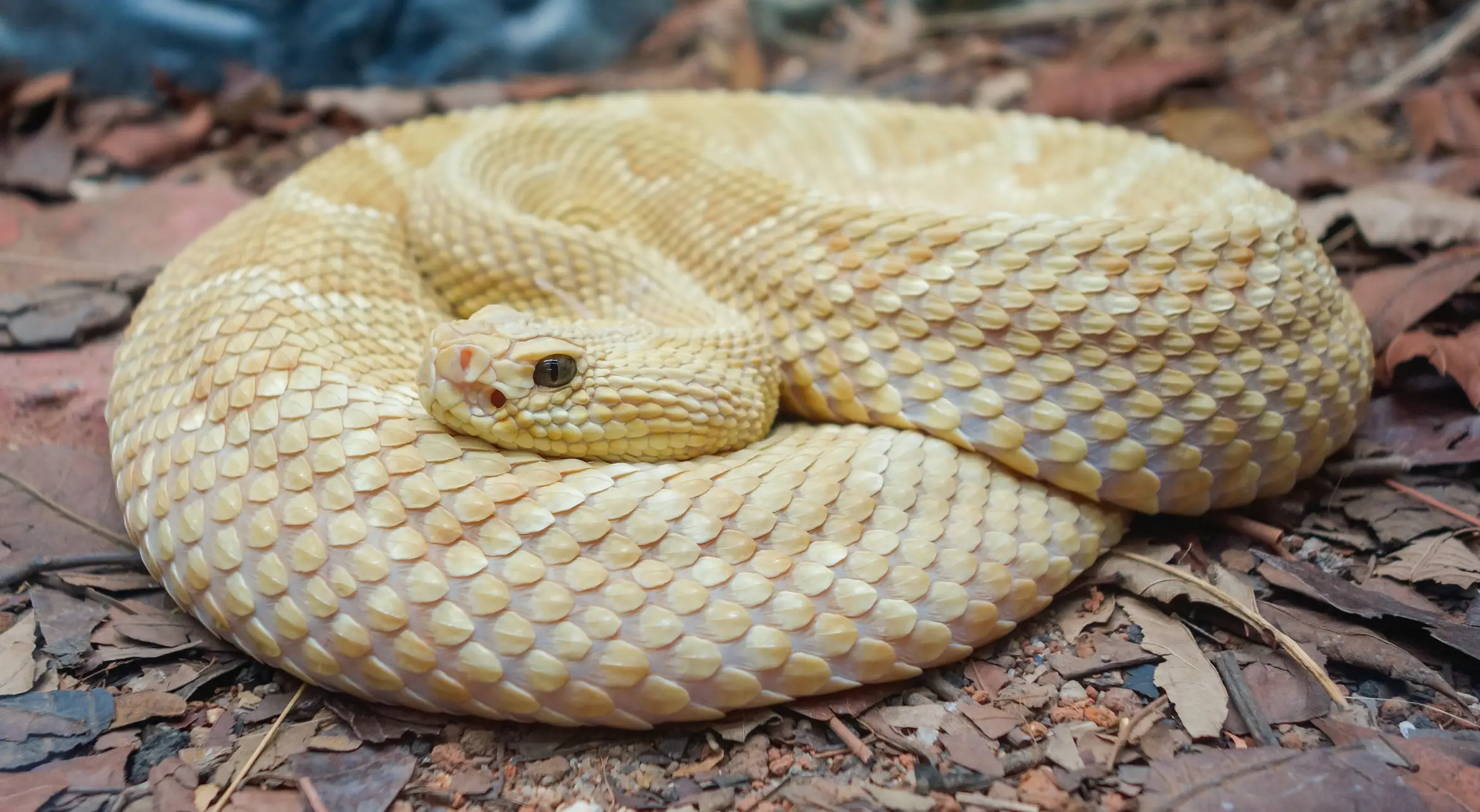 The golden lancehead is one of the most dangerous snakes on the planet (Getty Stock Images)