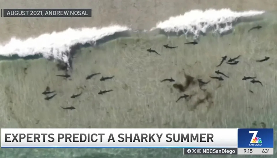 He says the births are due to a marine heat wave that started in December. NBC SAN DIEGO