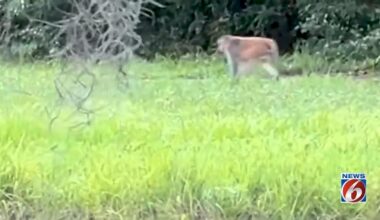 Watch: Florida woman spots loose monkey in her backyard