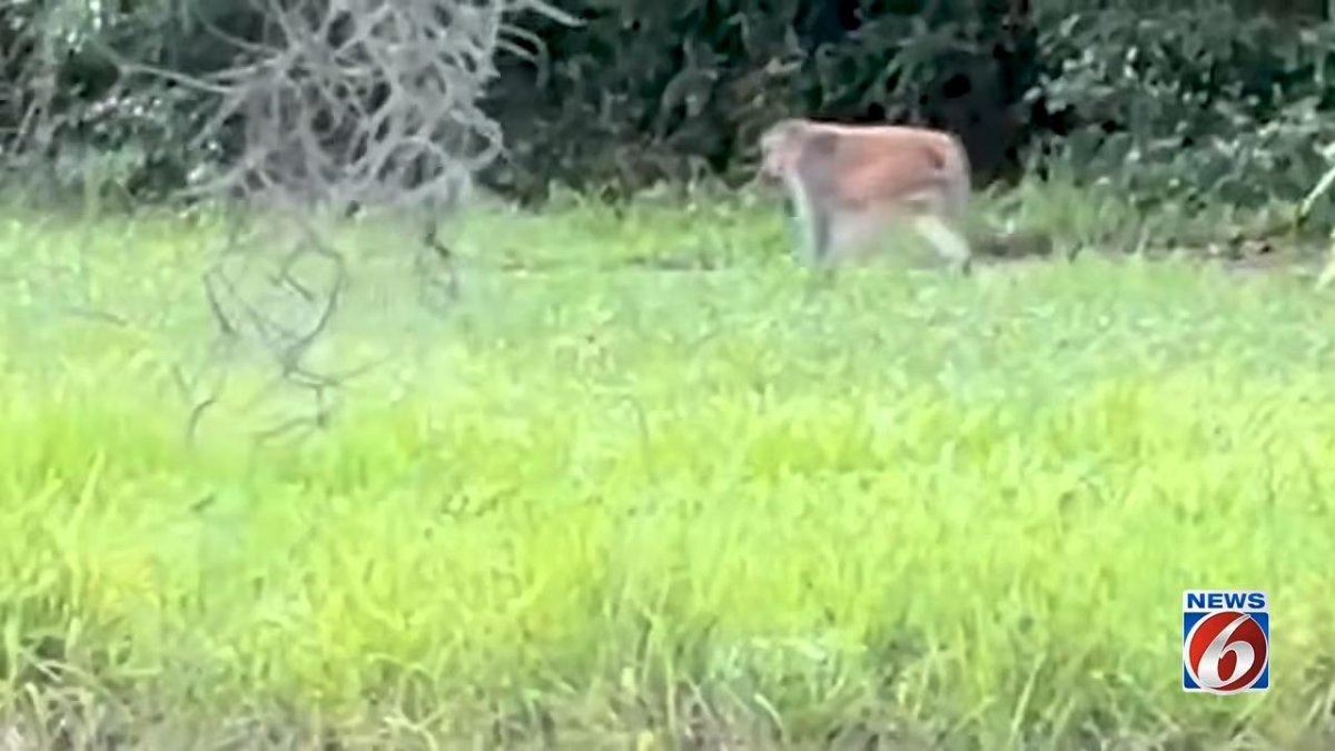 Watch: Florida woman spots loose monkey in her backyard