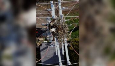 Pair of osprey electrocuted in nest atop Central Maine Power pole
