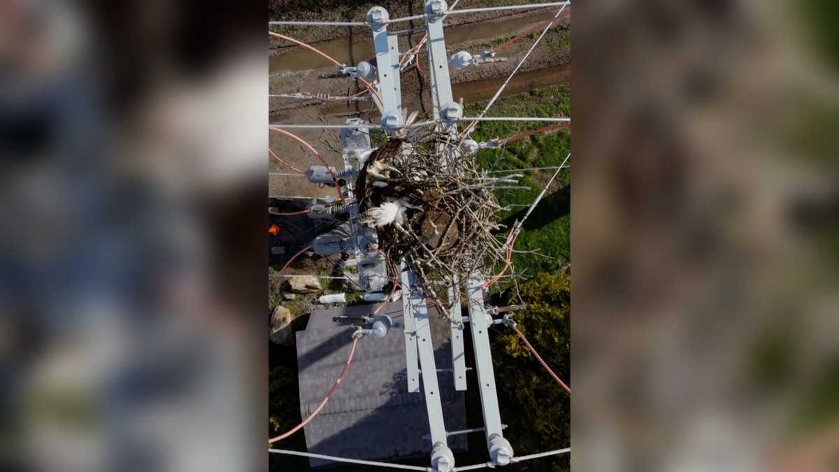 Pair of osprey electrocuted in nest atop Central Maine Power pole
