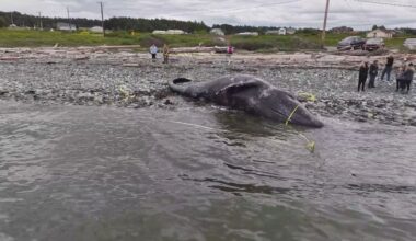 Authorities investigate carved initials on gray whale carcass on Whidbey Island