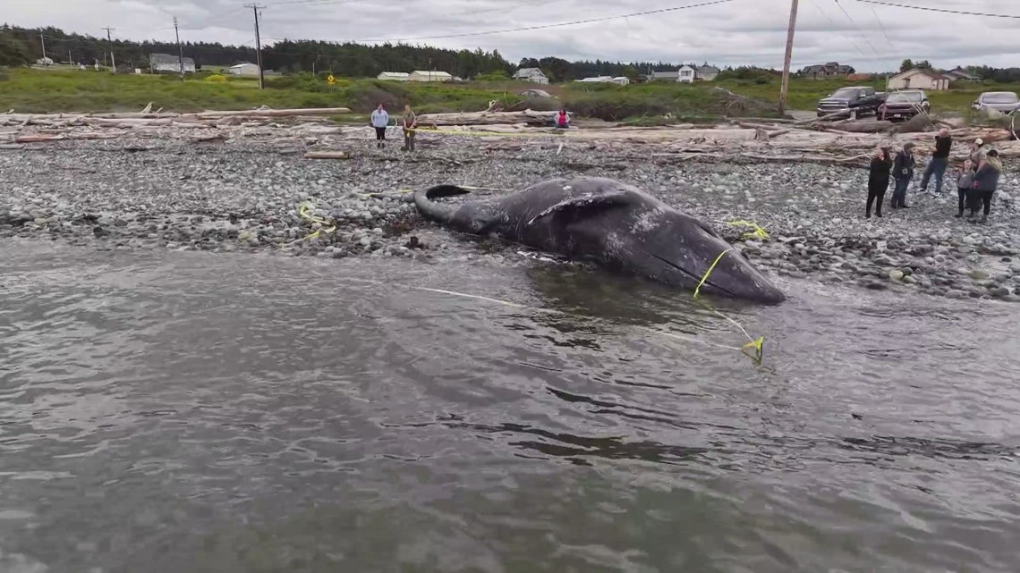 Authorities investigate carved initials on gray whale carcass on Whidbey Island
