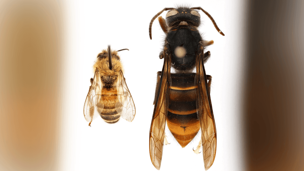 A size comparison of a honey bee compared to a yellow-legged hornet. (WSDA)