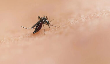 Google Seeks Federal Approval to Release 32 Million Treated Mosquitoes in California