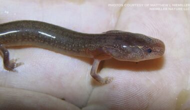 Population could be declining for rare species of salamander found almost exclusively in Knox County