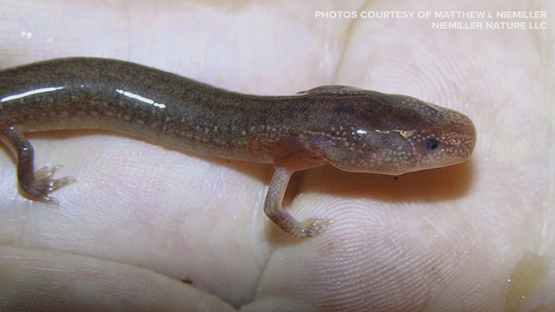Population could be declining for rare species of salamander found almost exclusively in Knox County
