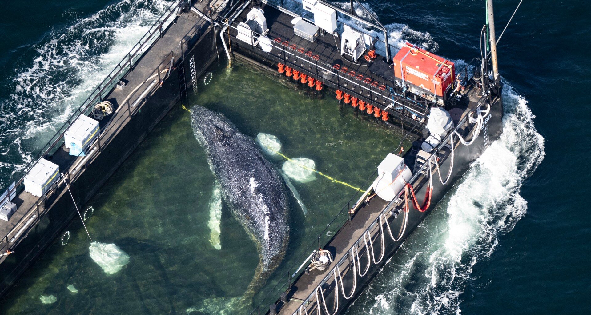 Timmy the humpback whale escapes to the North Sea | News
