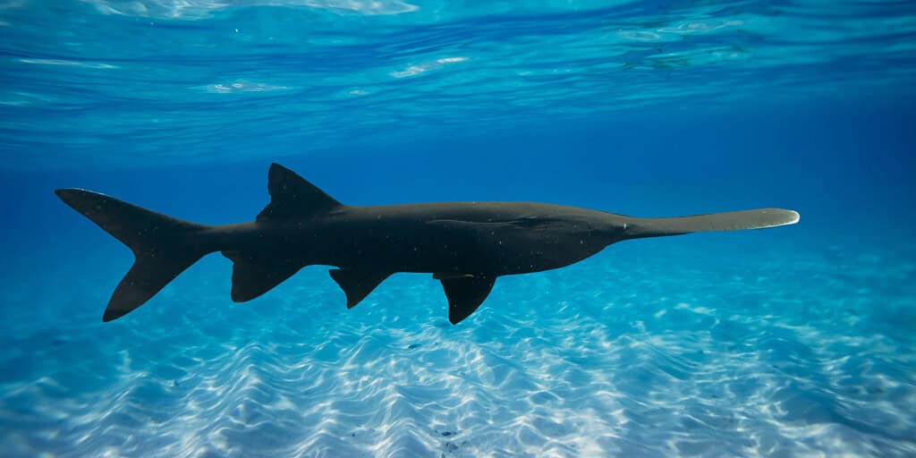 Deep-sea shark gliding underwater in the ocean, showcasing its streamlined body and sharp fins.