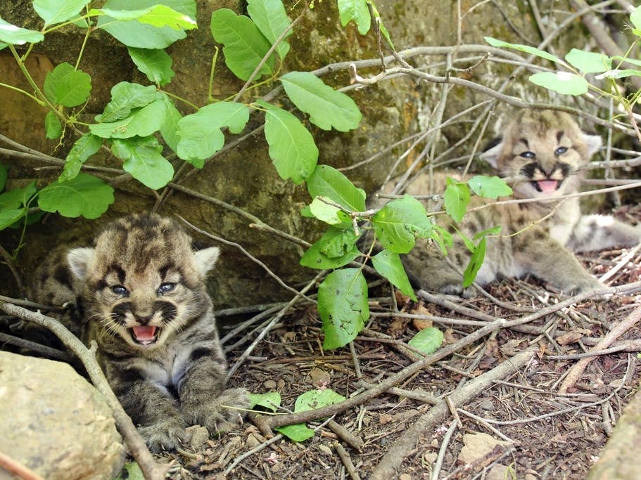 Patch News